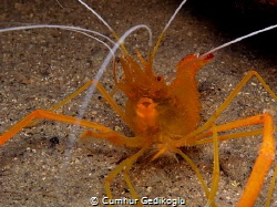 Stenopus spinosus
It could't take itself to touch my cam... by Cumhur Gedikoglu 
